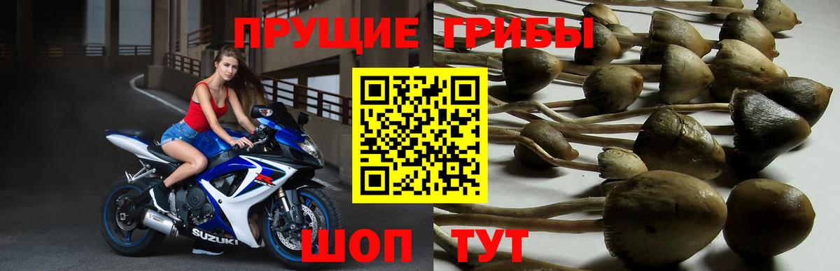 Скопин  Псилоцибиновые грибы прущие грибы  Вход с VPN 